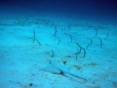 https://cdn-ak.f.st-hatena.com/images/fotolife/p/phuket_bluemarine/20190825/20190825170518.jpg