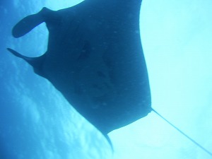 https://cdn-ak.f.st-hatena.com/images/fotolife/p/phuket_bluemarine/20190825/20190825182745.jpg