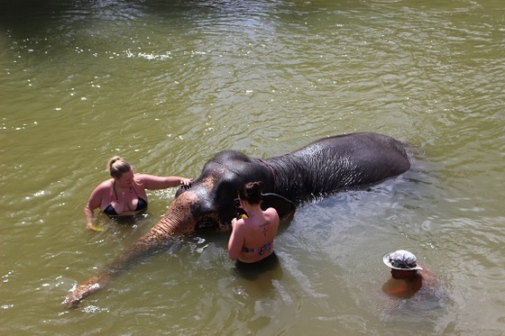 f:id:phukettown:20190312003706j:plain f:id:phukettown:20190312003706j:plain