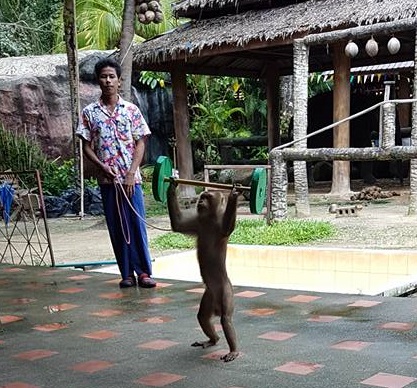 f:id:phukettown:20190315005639j:plain