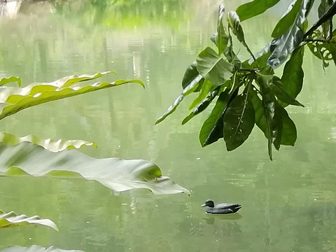 f:id:phukettown:20190916145005j:plain