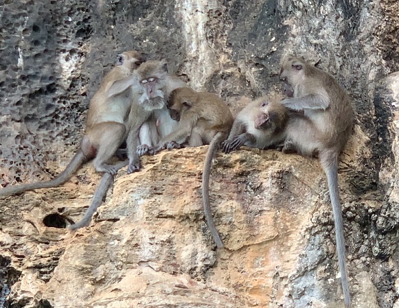 f:id:phukettown:20191121114451j:plain f:id:phukettown:20191121114451j:plain