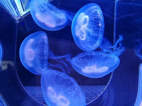 f:id:phukettown:20191220144140j:plain f:id:phukettown:20191220144140j:plain