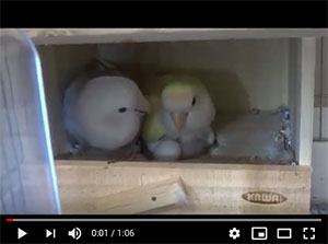 コザクラインコのつがいをご検討されている方へ コザクラインコ日誌 コザクラインコのつがいをご検討されている方へ コザクラインコ日誌