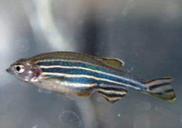 f:id:physlab2018:20180513221137p:plain