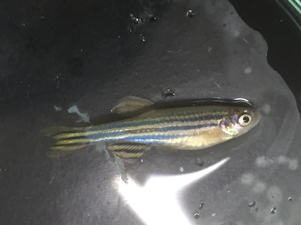 f:id:physlab2018:20180513231057j:plain