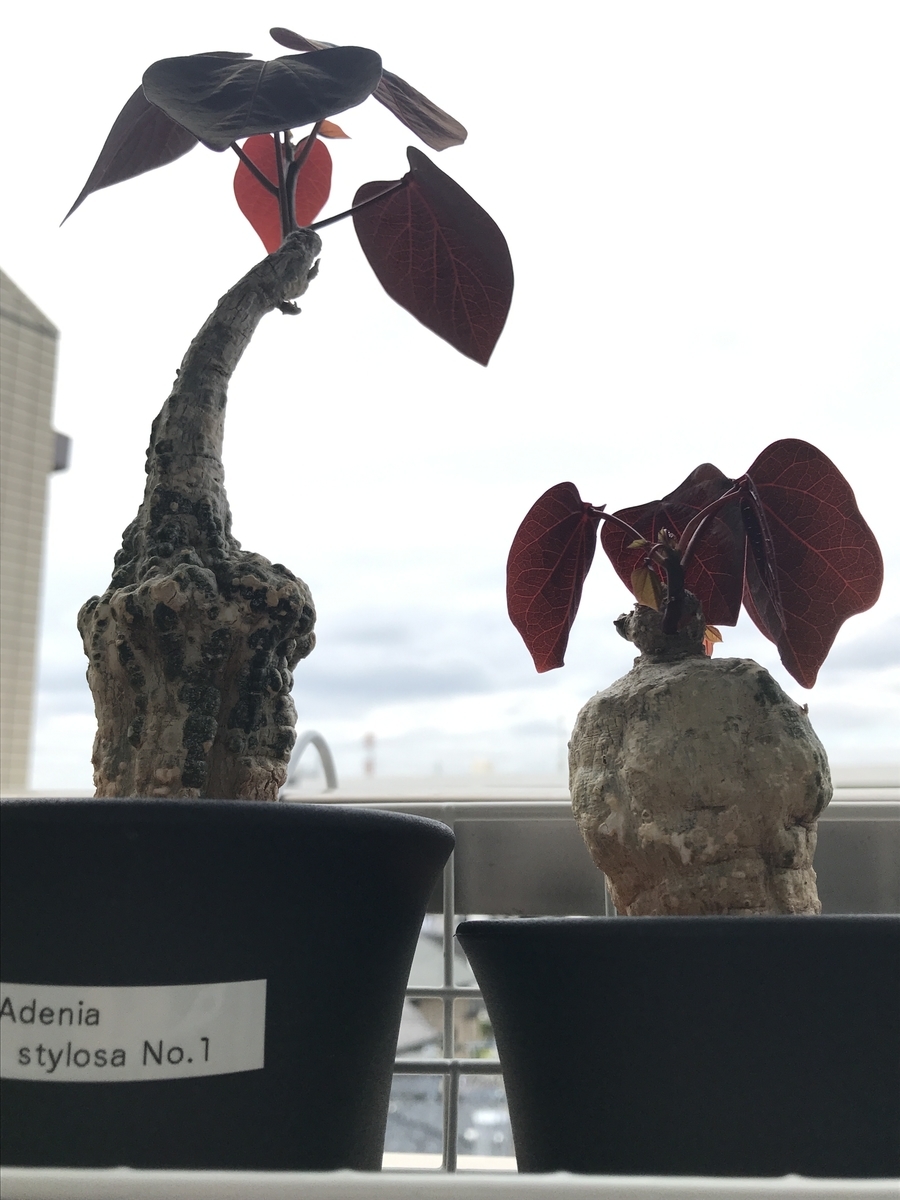 アデニア・ステイローサ 赤銅葉 コーデックス 【公式通販】