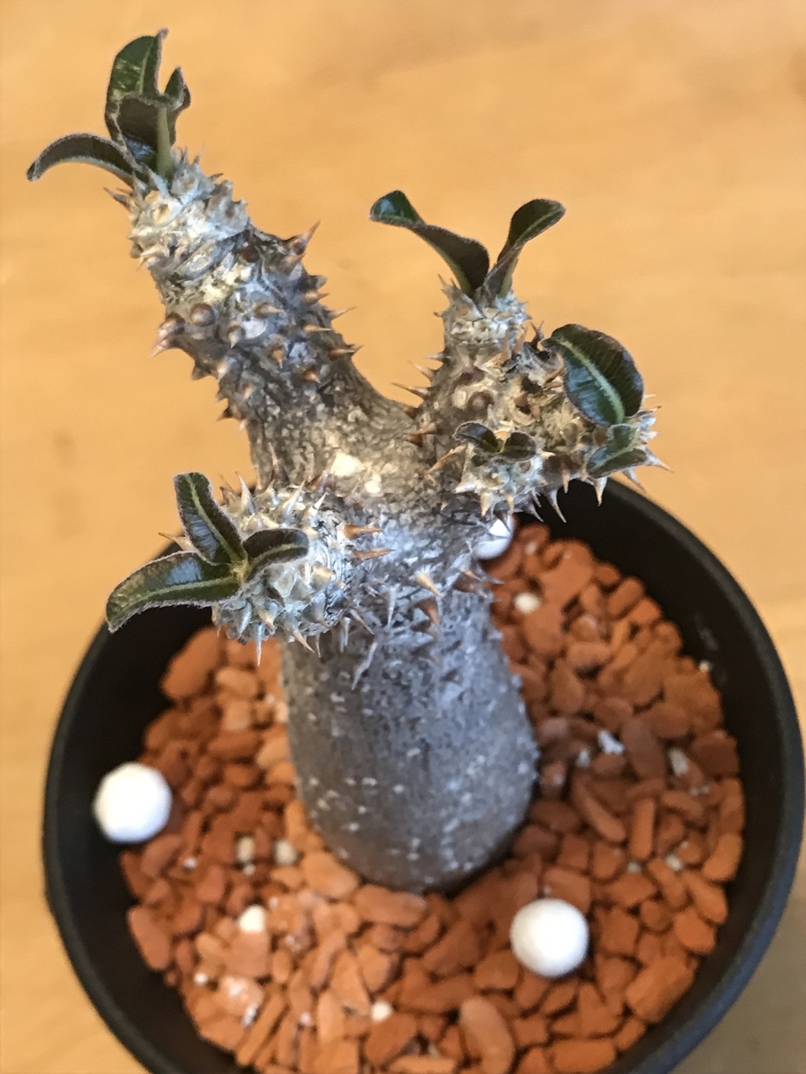 パキポディウム　タッキー　Pachypodium Tackyi Pachypodium Tackyi パキポディウム タッキー | mana's green: