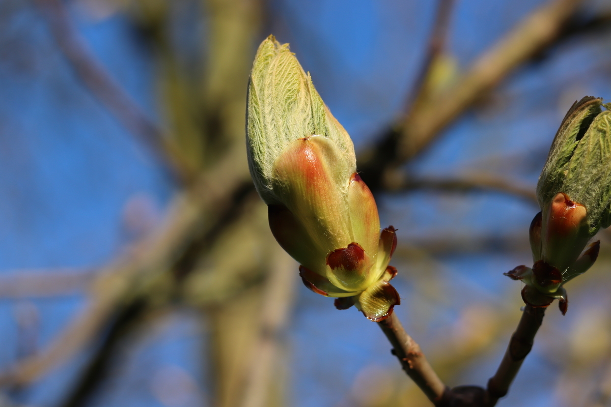 f:id:phytouk:20190328043819j:plain f:id:phytouk:20190328043819j:plain