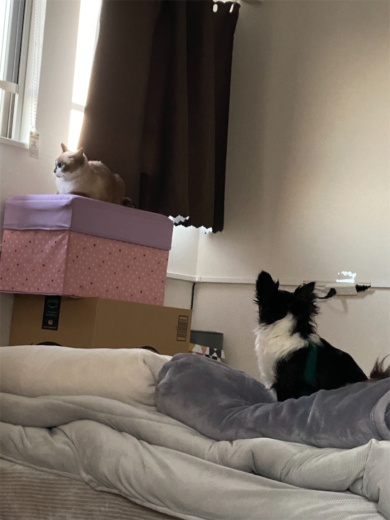 f:id:pi-maro:20221206201953j:image