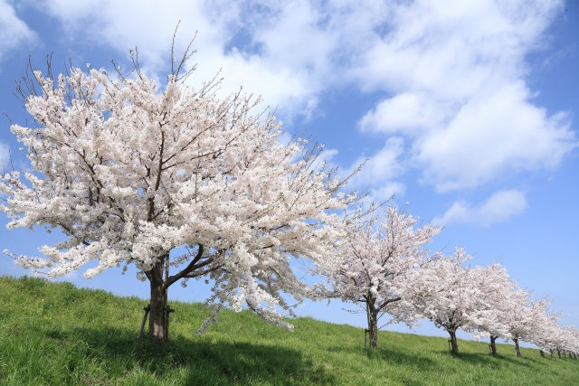 f:id:pi2558ac:20190524090657j:plain f:id:pi2558ac:20190524090657j:plain