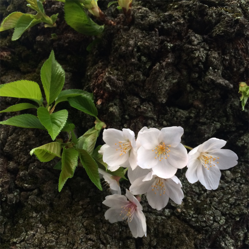 f:id:piagnona:20190427175806j:image