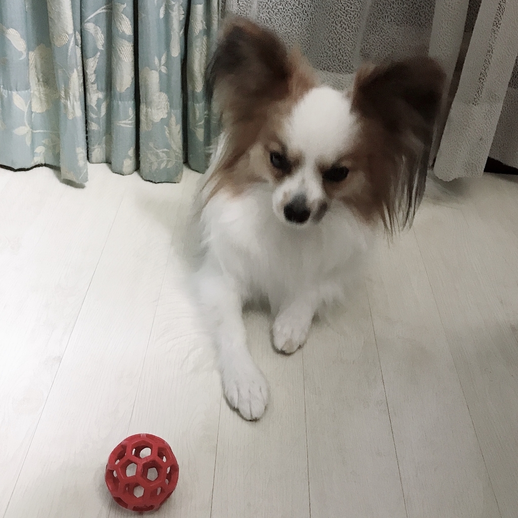 f:id:piano1228:20181215182135j:plain f:id:piano1228:20181215182135j:plain
