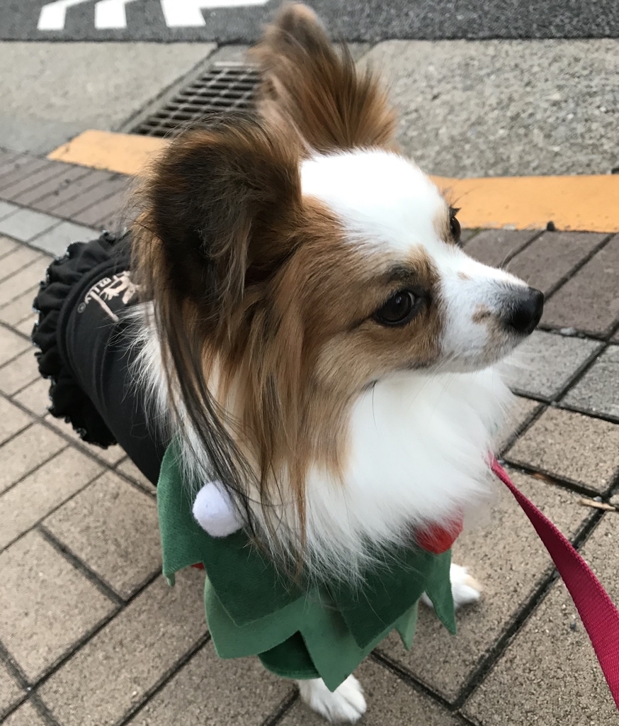 f:id:piano1228:20181215182302j:plain f:id:piano1228:20181215182302j:plain