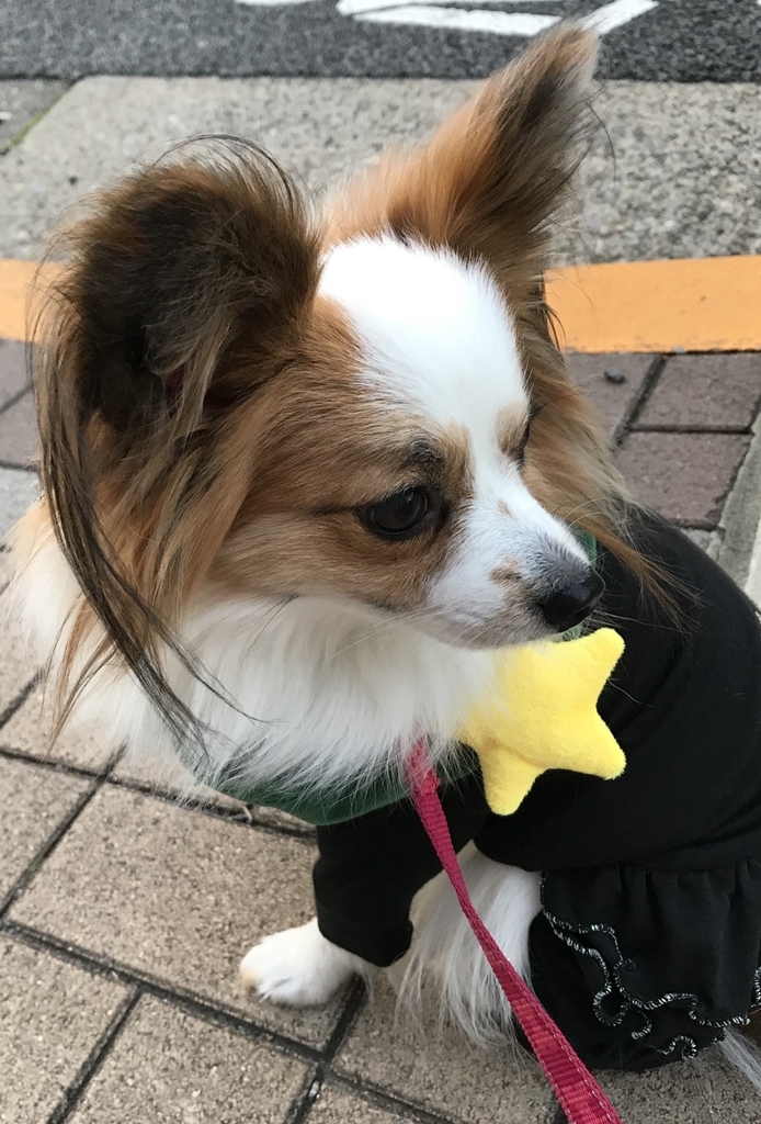 f:id:piano1228:20181215182323j:plain f:id:piano1228:20181215182323j:plain