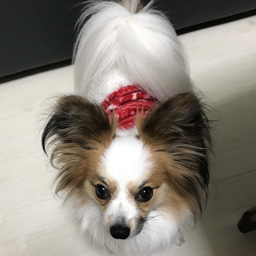 f:id:piano1228:20190111222753j:plain