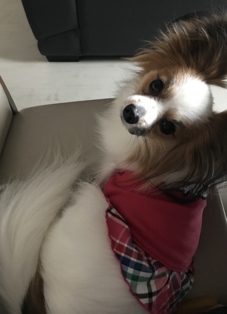f:id:piano1228:20190111224311j:plain