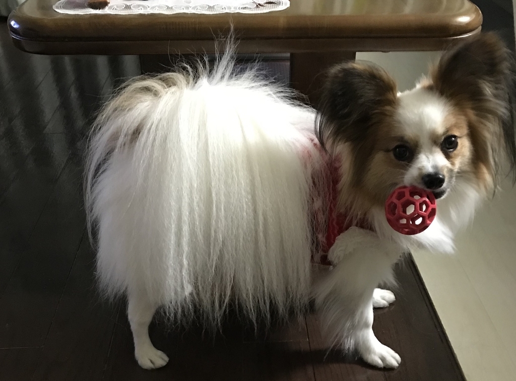 f:id:piano1228:20190112214458j:plain