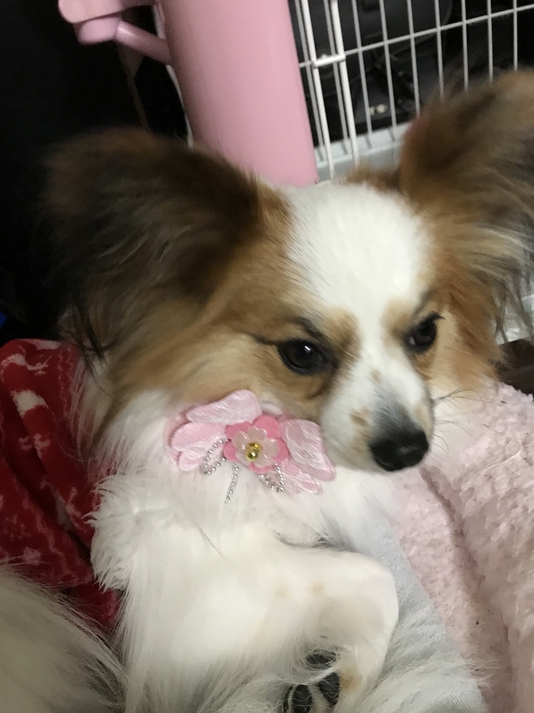 f:id:piano1228:20190112215031j:plain