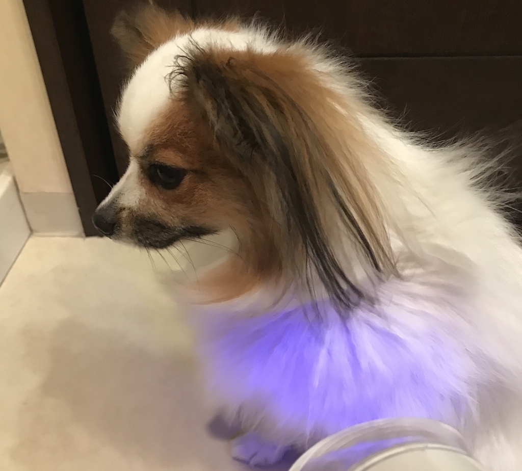 f:id:piano1228:20190127191336j:plain