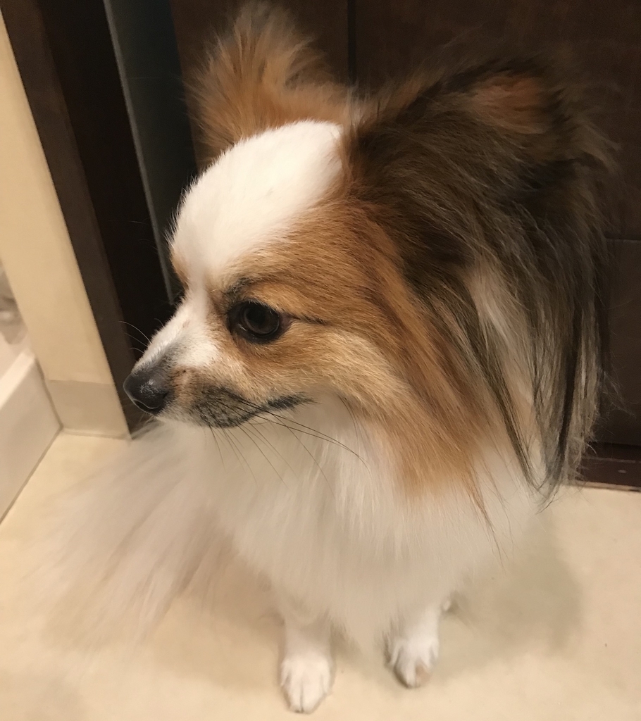 f:id:piano1228:20190127191506j:plain