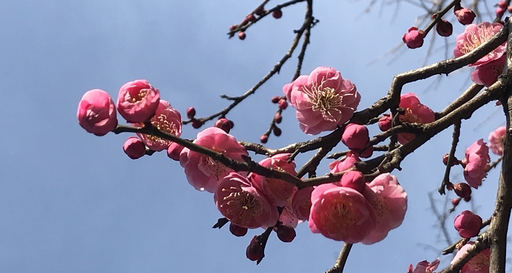 f:id:piano1228:20190210154229j:plain f:id:piano1228:20190210154229j:plain