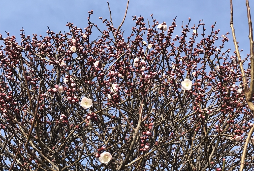 f:id:piano1228:20190210154545j:plain f:id:piano1228:20190210154545j:plain