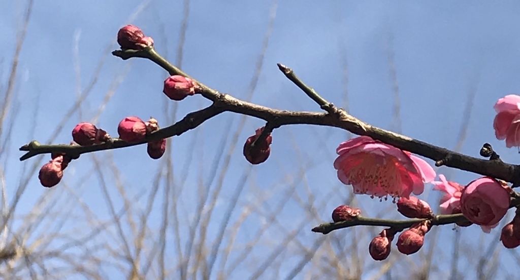 f:id:piano1228:20190210154916j:plain f:id:piano1228:20190210154916j:plain