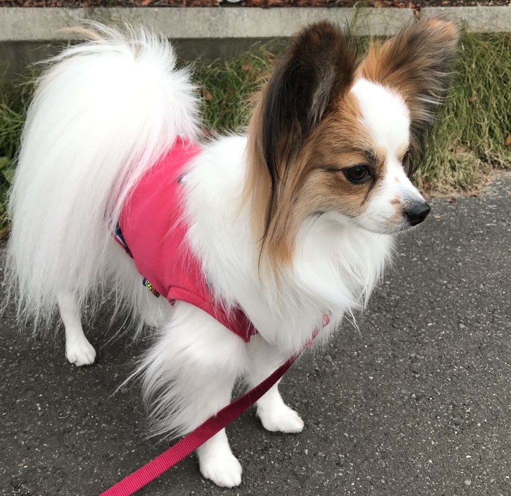 f:id:piano1228:20190217115412j:plain