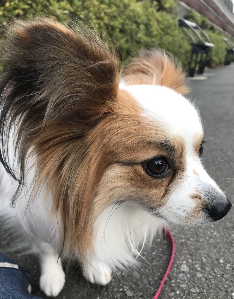f:id:piano1228:20190217115554j:plain