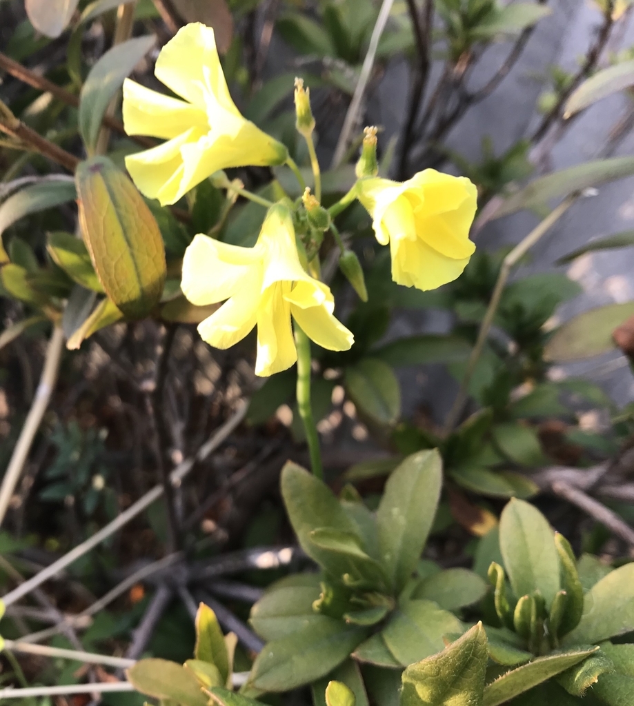 f:id:piano1228:20190217120442j:plain