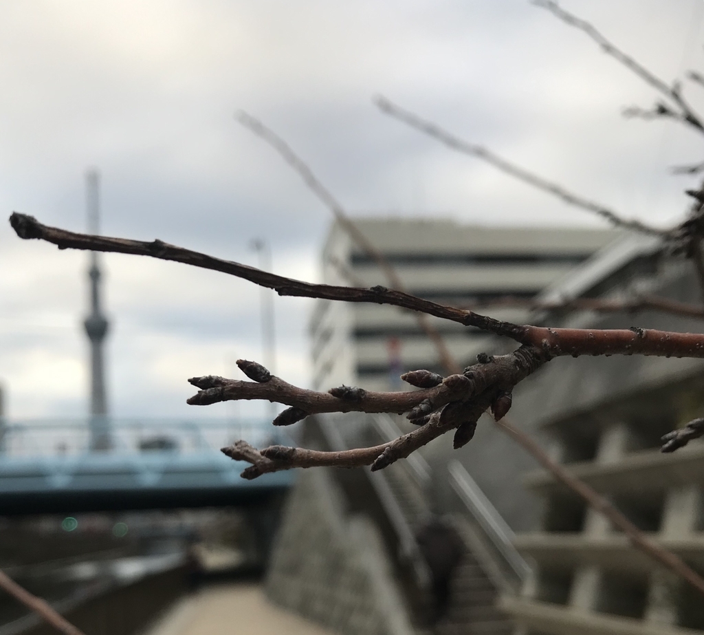 f:id:piano1228:20190217120823j:plain