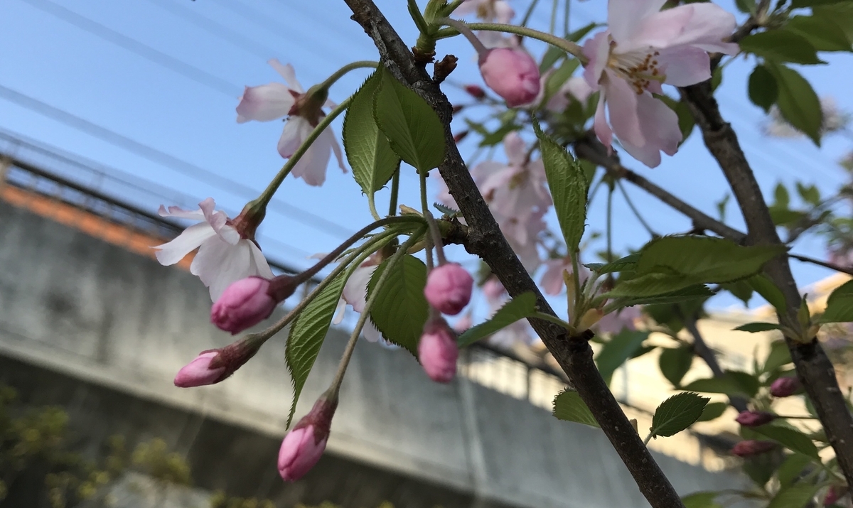 f:id:piano1228:20190321082200j:plain