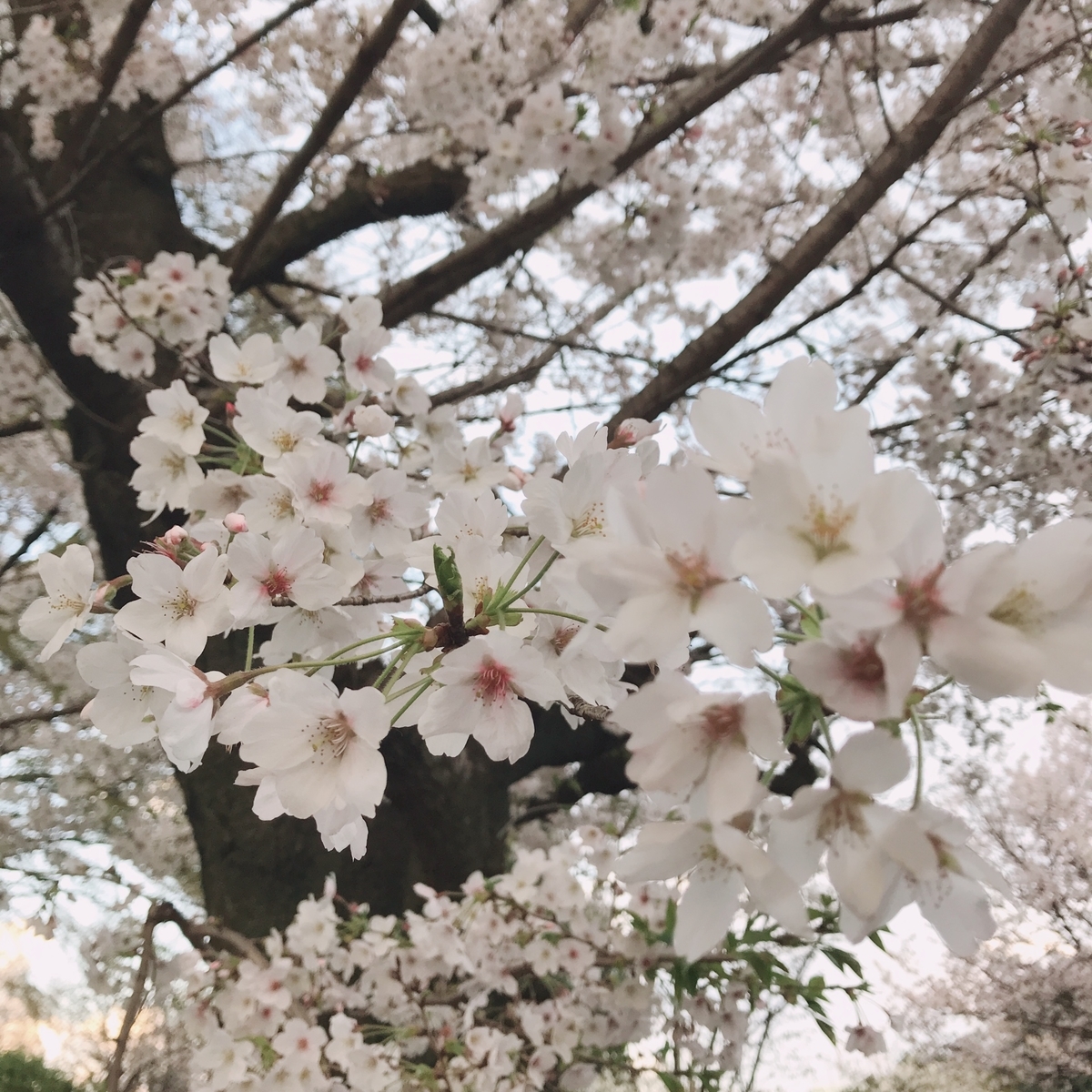 f:id:piano1228:20190331214448j:plain