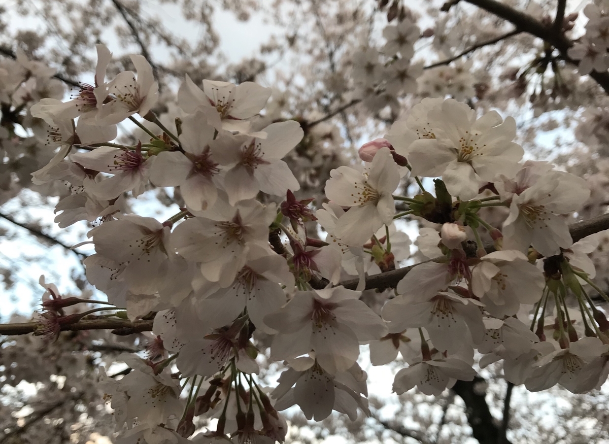 f:id:piano1228:20190331214610j:plain