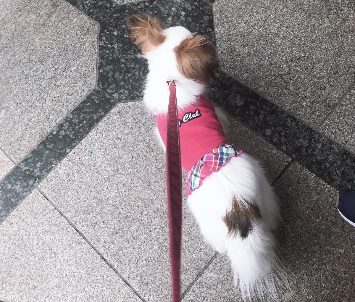 f:id:piano1228:20190414160129j:plain