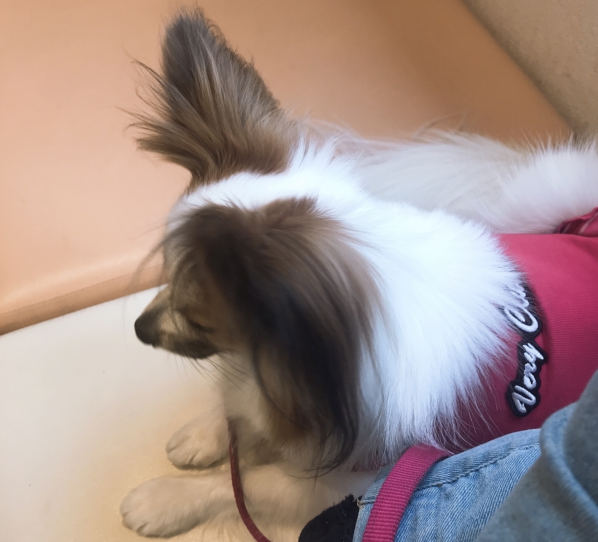 f:id:piano1228:20190414160336j:plain