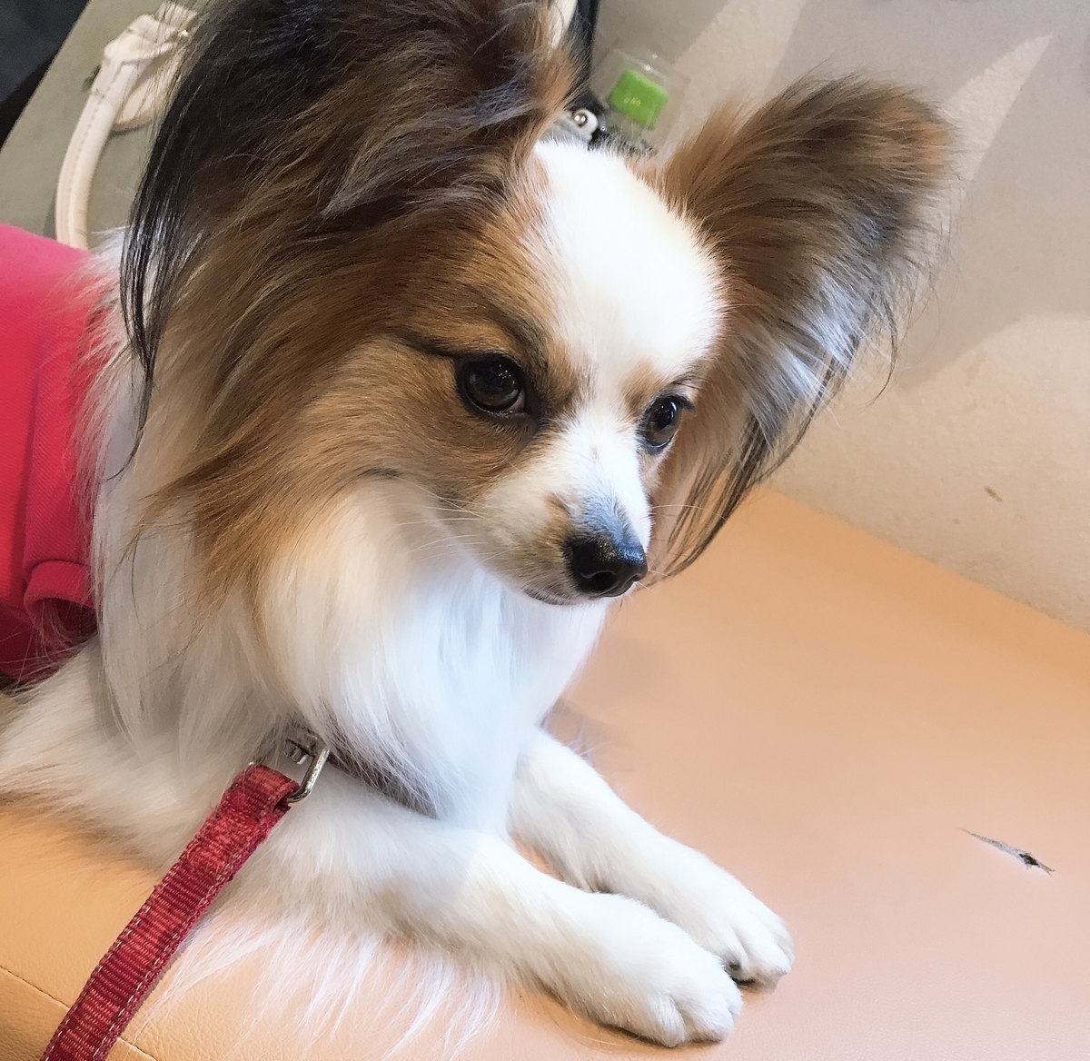 f:id:piano1228:20190414161653j:plain
