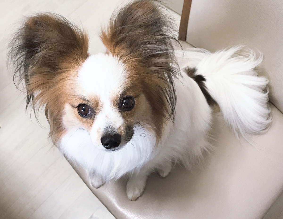 f:id:piano1228:20190420130323j:plain