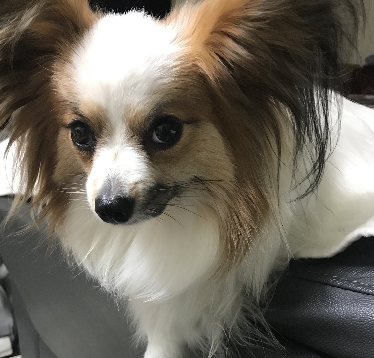 f:id:piano1228:20190529204228j:plain