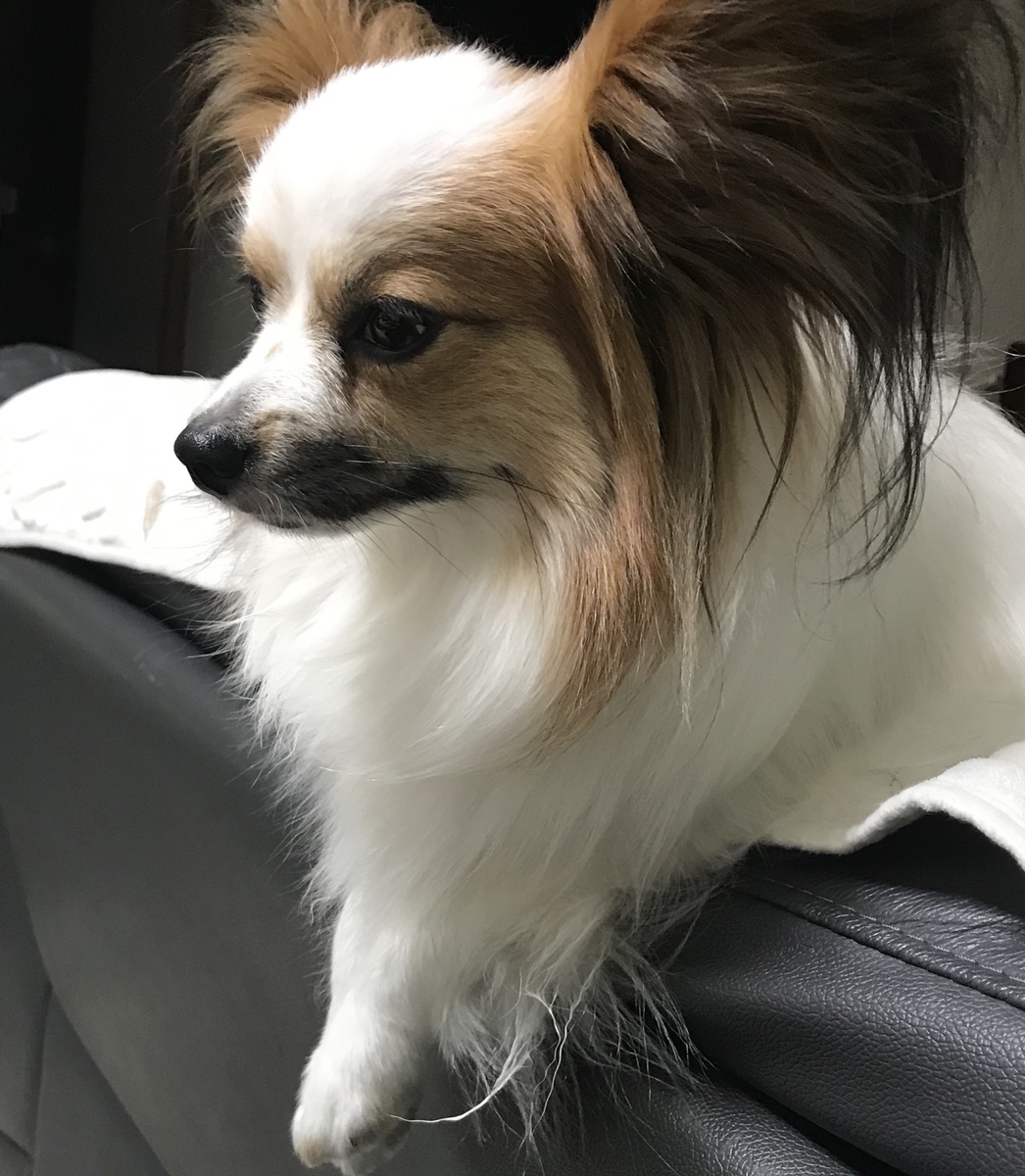 f:id:piano1228:20190529204405j:plain