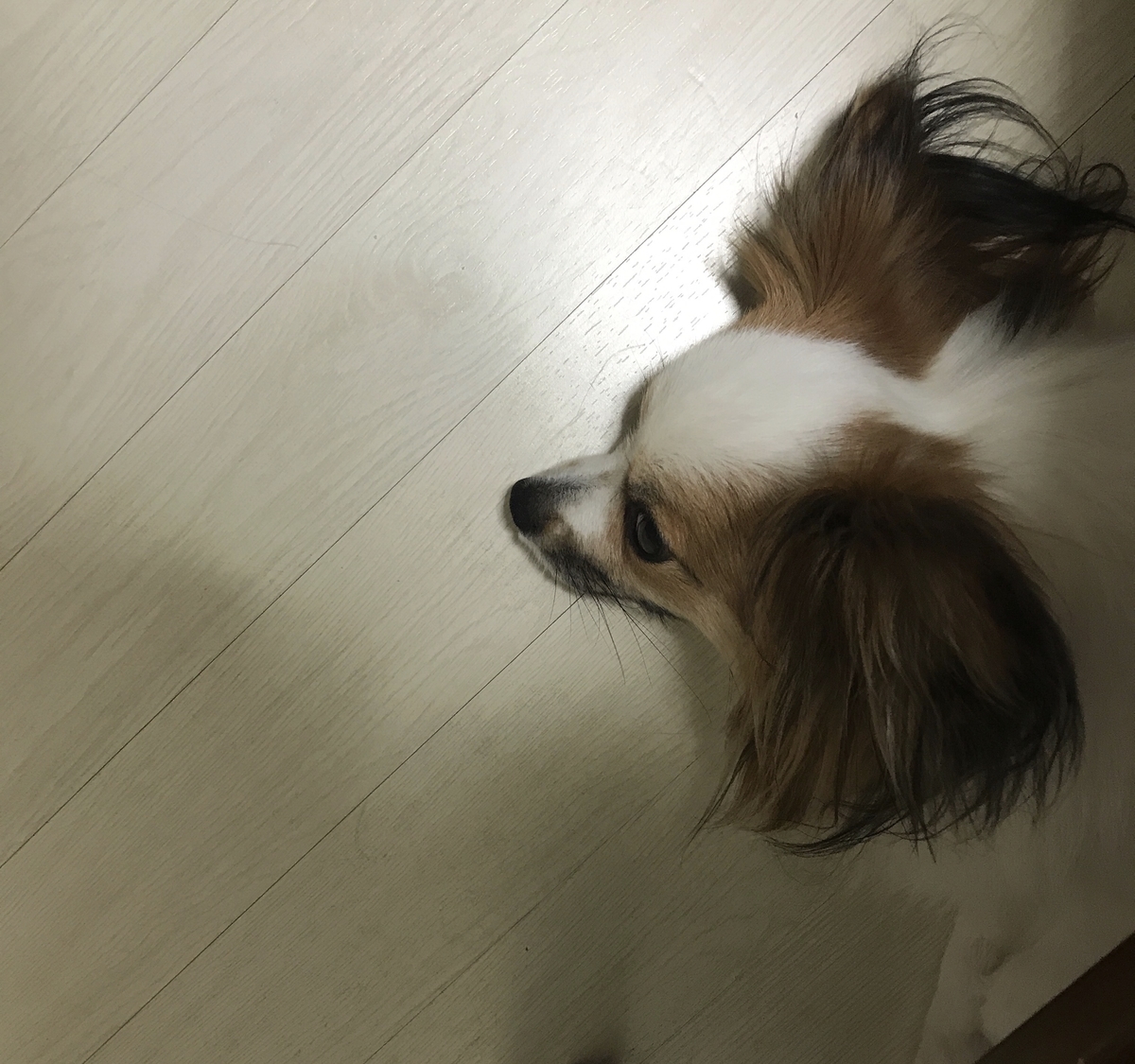 f:id:piano1228:20190529204444j:plain