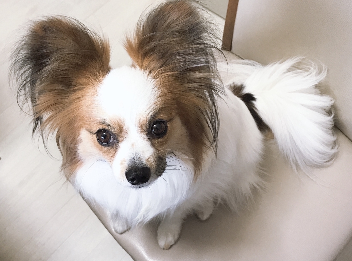 f:id:piano1228:20190607223151j:plain