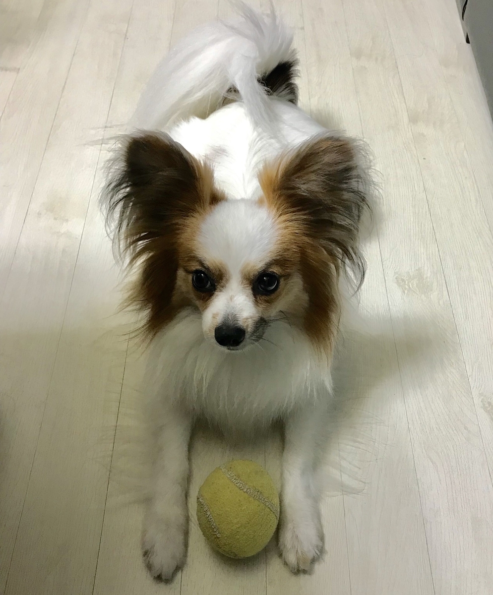 f:id:piano1228:20190607223343j:plain