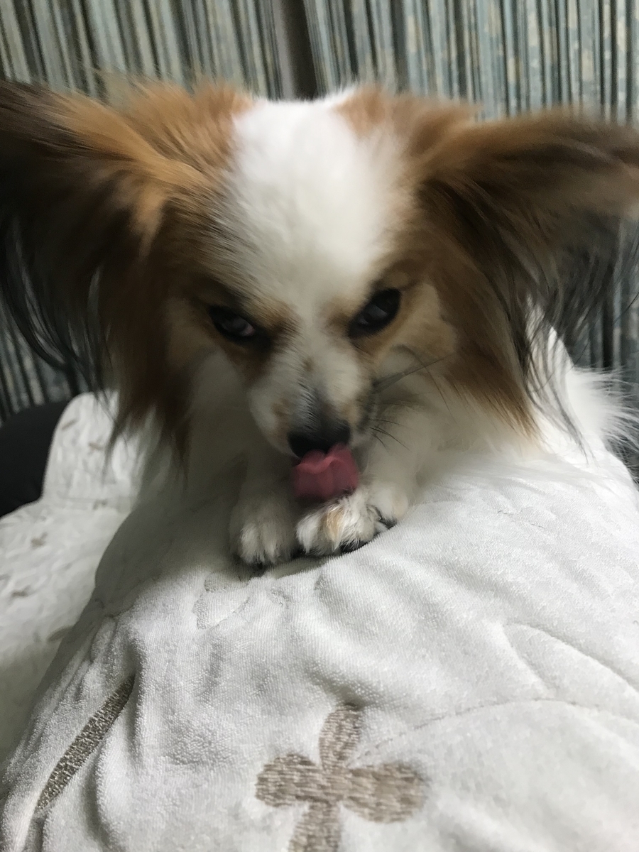 f:id:piano1228:20190613204752j:plain