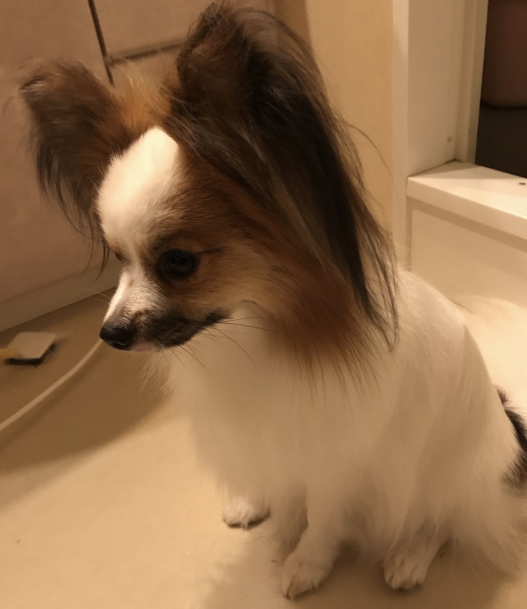 f:id:piano1228:20190623223015j:plain f:id:piano1228:20190623223015j:plain