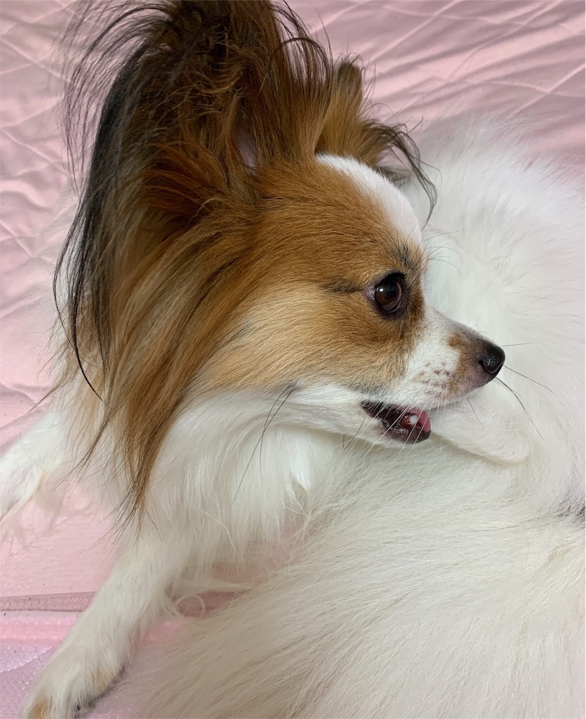 f:id:piano1228:20190810145728j:image