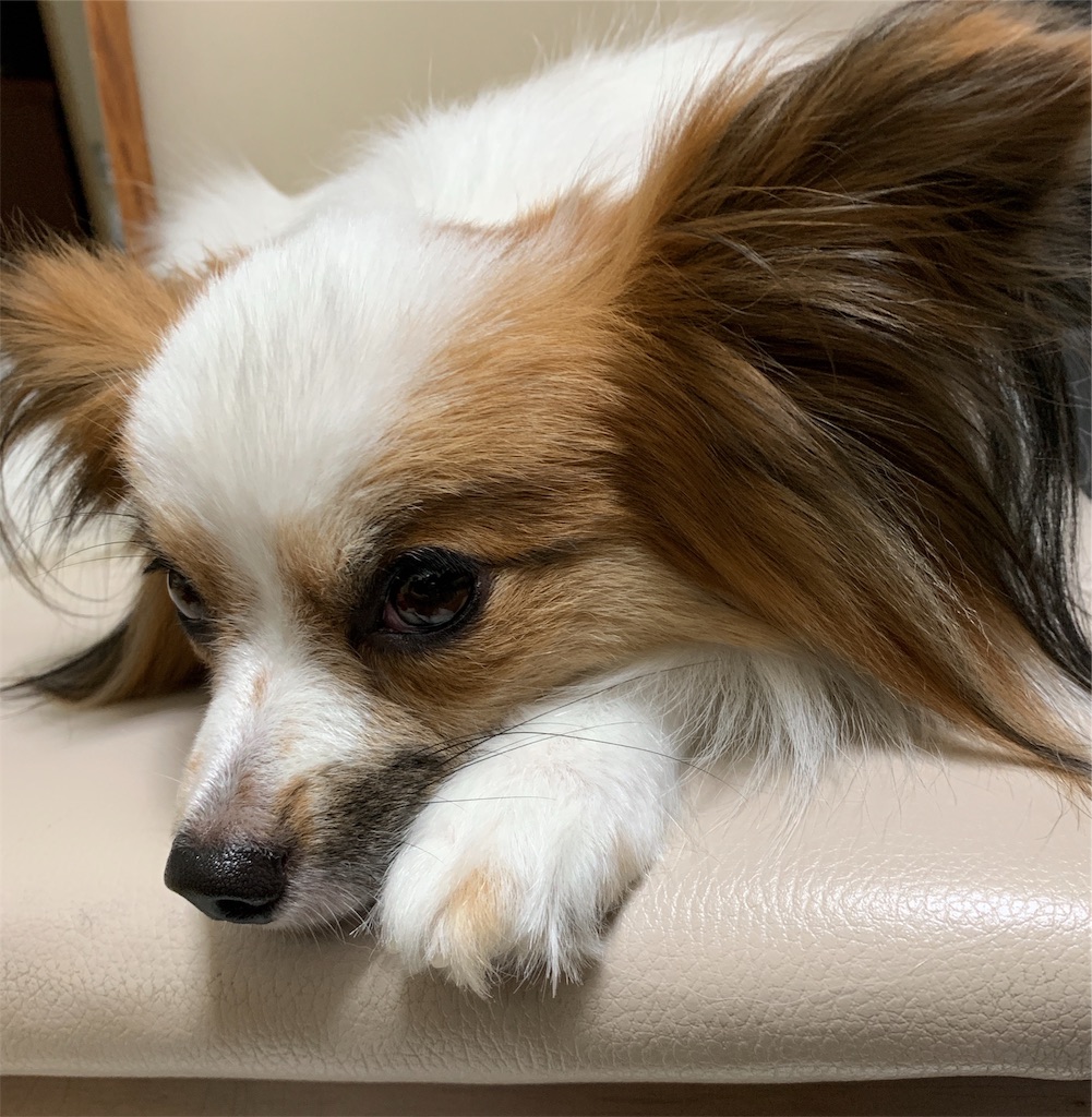f:id:piano1228:20190817221000j:image f:id:piano1228:20190817221000j:image