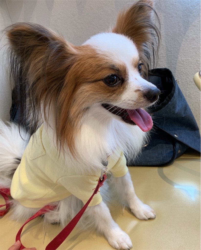 f:id:piano1228:20190908215549j:image