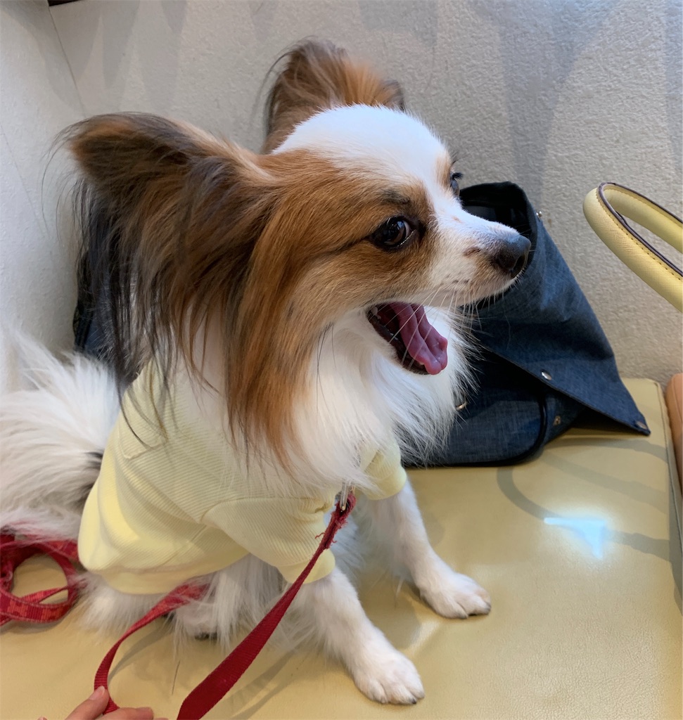 f:id:piano1228:20190908215717j:image